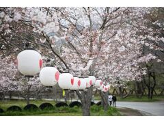 �z�m���ڂ�ڂ���܂�̎ʐ^1