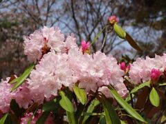 ���Ƃ�܉Ԃ܂�̎ʐ^1