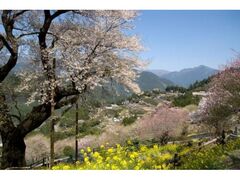 �Ђ傤������̎ʐ^1