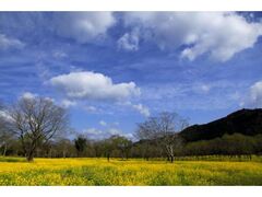 �l���\��ԋI�s�@���c���i�M�э؂̉Ԃ܂�̎ʐ^1