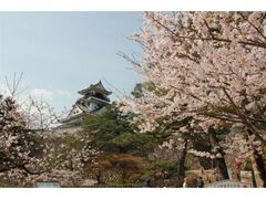 ���m�����̍��̎ʐ^1