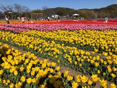 �����݉ԃt�F�X�^�@�`���[���b�v�܂�̎ʐ^1