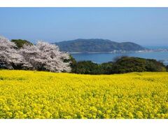 �\�Ó��̍��ƍ؂̉Ԃ̎ʐ^1