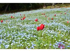 �t�@�~���[�t�����[�t�F�X�e�B�o���̎ʐ^1