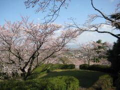 ���S�����̍��̎ʐ^1