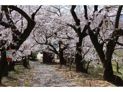 �[���_�Ђ̍��̎ʐ^1