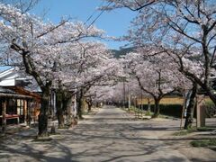 �H�����̔n��̍��̎ʐ^1