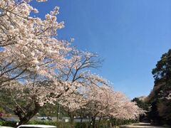 ���R�_�Ђ̍��̎ʐ^1