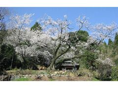 ���R��̖������̎ʐ^1