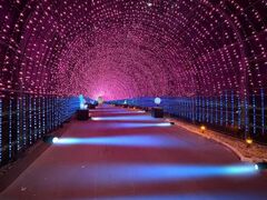NESTA ILLUMINA�̎ʐ^1
