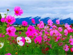 �v���Ďs�k�쒬�R�X���X�X���̃R�X���X�̎ʐ^1
