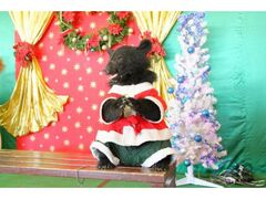 Happy Cuddly Xmas�̎ʐ^1