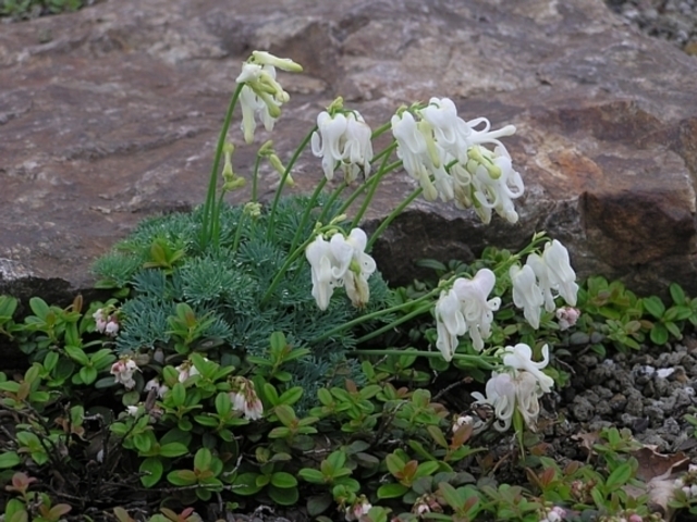 ̌ܗShtgueLrv̓eʐ^1