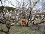 �Ă������p�p����̐l�g�~���̓��e�ʐ^1