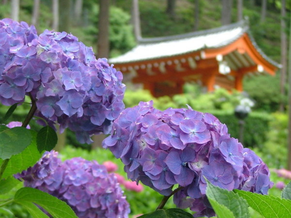 京都 奈良の あじさい寺 おすすめ5選 花の名所で初夏の絶景を じゃらんニュース