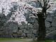 しんちゃんさんの盛岡城跡公園の桜の投稿写真1
