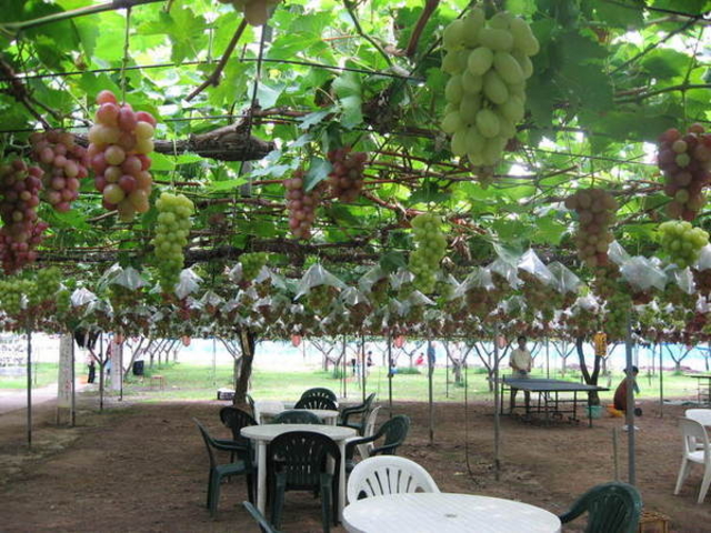 �����O���[�v�K�[�f��