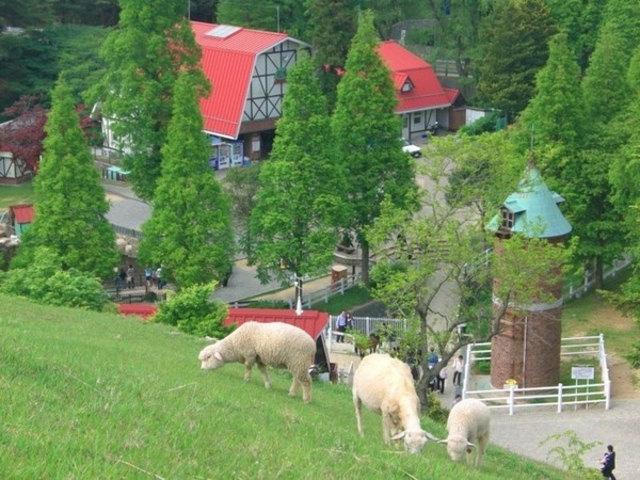 ストア 神戸市内牧場その他