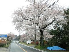 ryuji92jpさんの塩見坂の桜の投稿写真1