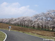 �Ƃ�����񂳂�̐ԏ��ʐ�{���̓��e�ʐ^1