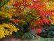 シンイチさんの慧洲園の紅葉の投稿写真1