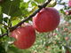 あゆみさんの赤来高原観光りんご、ブルーベリー園の投稿写真1