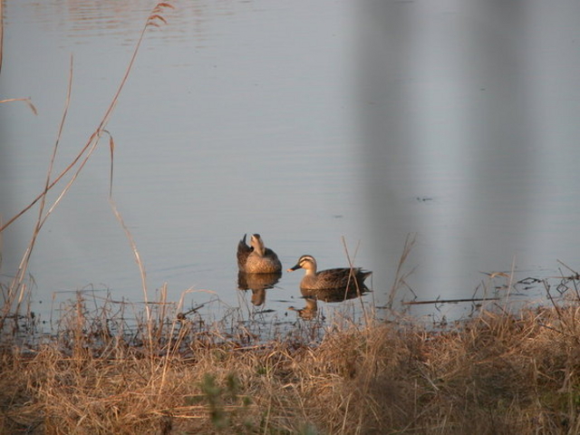 �C���o�[�h�p�[�N�^�x�R�V�`�ՊC�쒹��