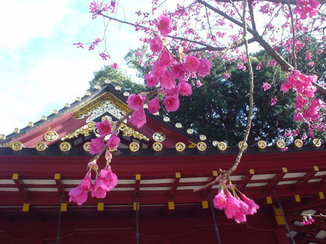 �v�\�R���Ƌ{