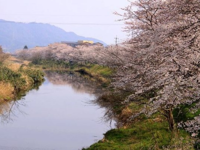 城山公園の桜