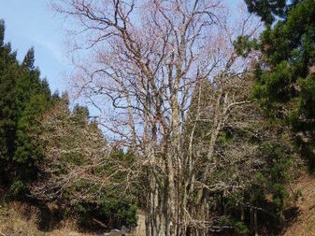 �Ƃ�ڂ���̎���̑�J�c���̓��e�ʐ^1