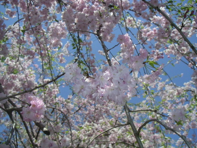 �K�c���������̎}����