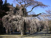 `bs[̗ڗi쌧Xj̓eʐ^1