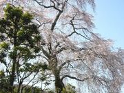 ����������̑��}���̓��e�ʐ^1