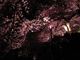おでかけずきさんの千鳥ケ淵公園の投稿写真1