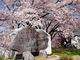 ひっちぃさんの大法師公園の桜の投稿写真1