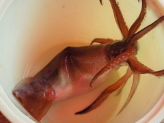 �Ђ���̓��̐쉷��ւ̓��e�ʐ^1