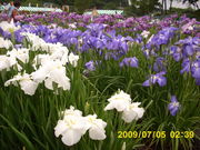 񂿂񂳂̑Ղ߉̓eʐ^1