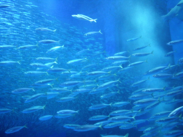 ���l�E���i���V�[�p���_�C�X