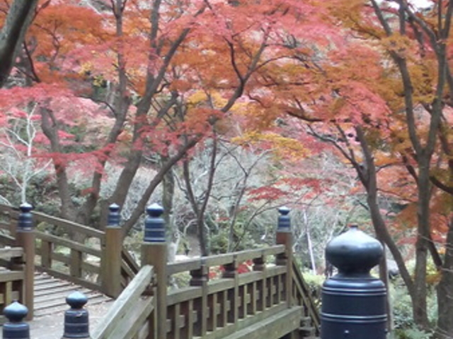 �M�C�~���̍g�t