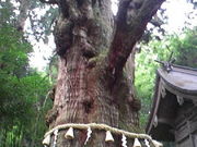 �ɂ���Q����̑�n�Ђ̑吙�̓��e�ʐ^1