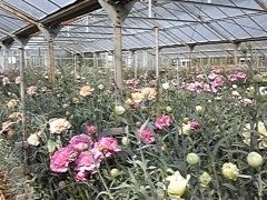 かわづカーネーション見本園 アクセス 営業時間 料金情報 じゃらんnet