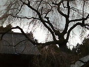 Ȃpp1961̏@̂̓eʐ^1