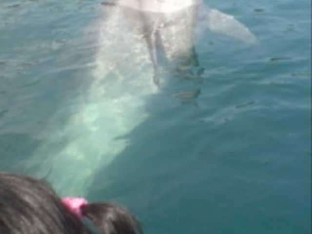 ���{�h���t�B���Z���^�[