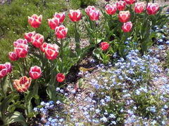 ܂邿񂳂̃K[f~[WAbւ̓eʐ^1