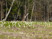 HIROMI����̉z�{���m�Ԃ̐X�̓��e�ʐ^1