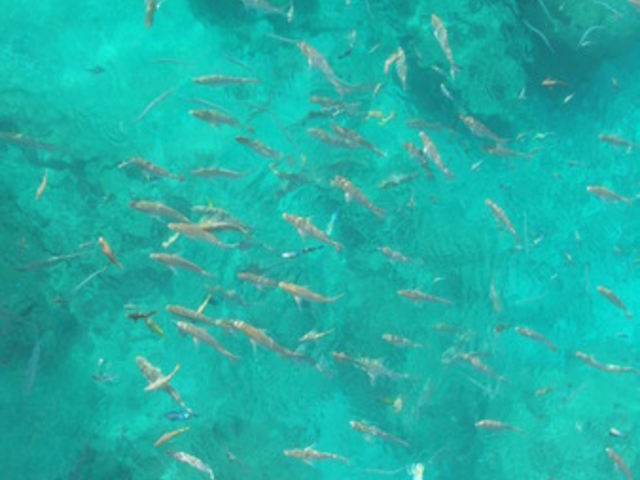 ANA�C���^�[�R���`�l���^�������r�[�`���]�[�g