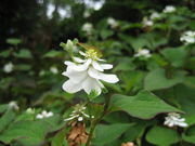 �݂�����̊C�����̓��e�ʐ^1