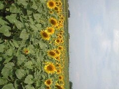 i`}̂Ђ܂̋uւ̓eʐ^1