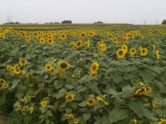 񂳂̂Ђ܂̋uւ̓eʐ^1