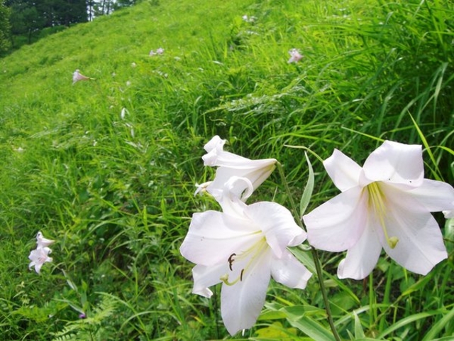 asahi����̂������Q���n�̓��e�ʐ^1